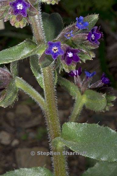 anchusa calcarea 2 graphic